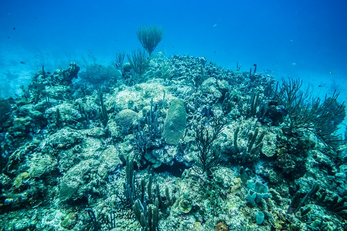 Coral Reef in San Andres Island, Colombia